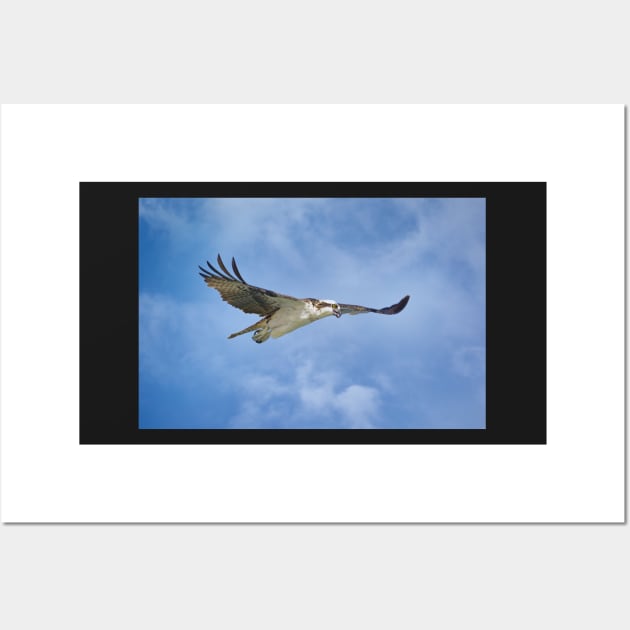 Osprey on the Hunt Wall Art by JeffreySchwartz